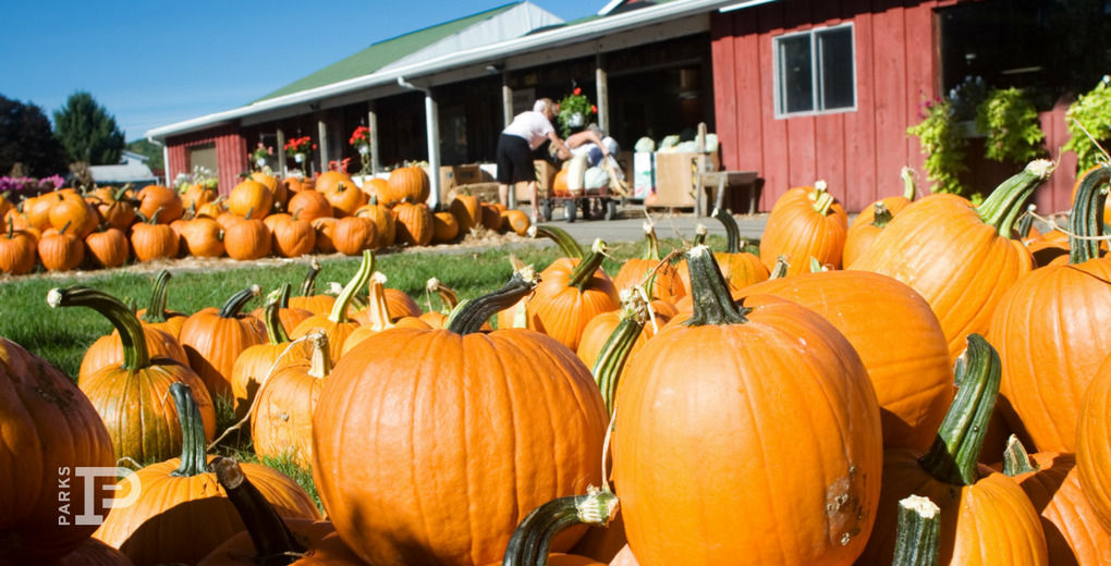 Pumpkin patch