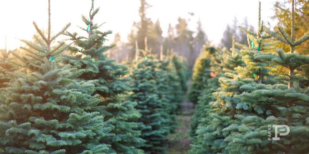 Tree Farm