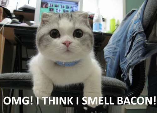cat-smells-bacon