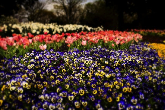 cheekwood-garden-nashville-parks