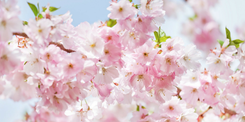 cherryblossoms