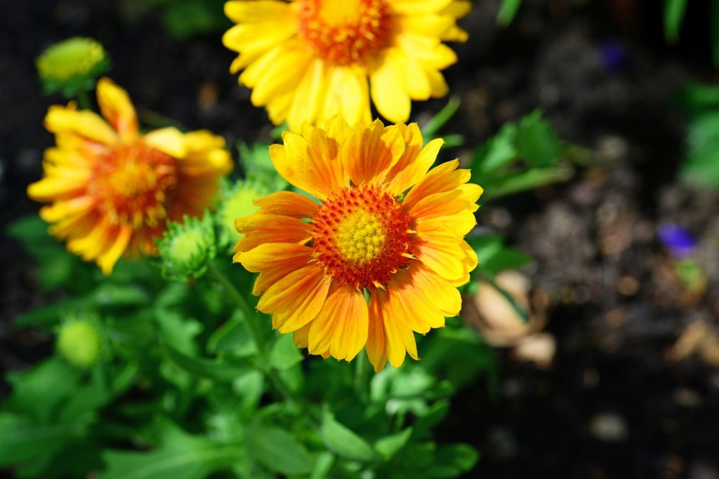 gaillardia-370545_1280