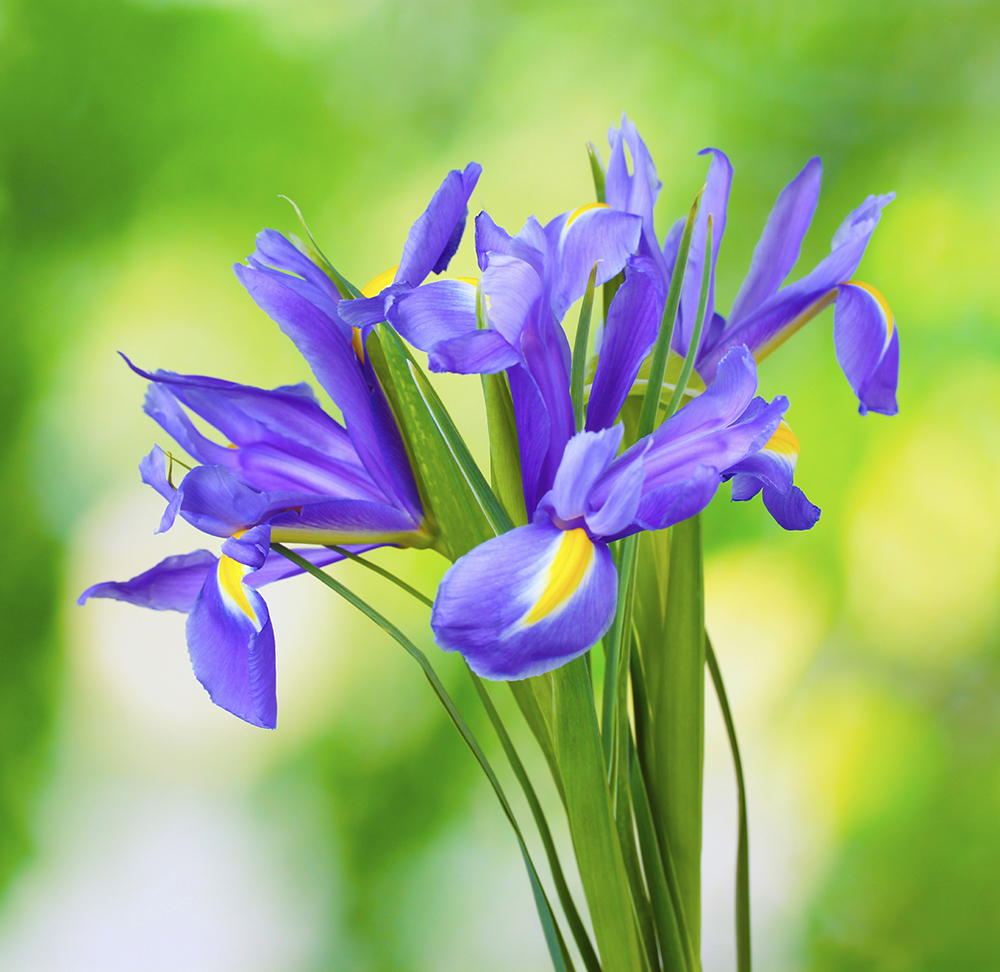 Beautiful bright irises on green background