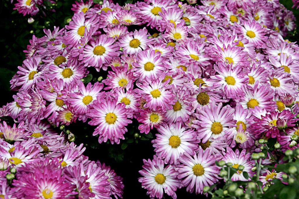mum-fall-flower-parks