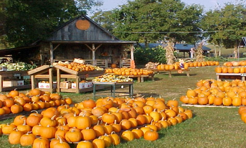 Pumpkin Patch