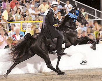 tennessee-walking-horse-parks