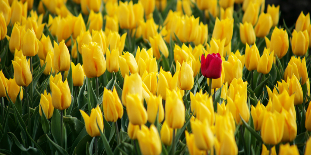 tulips